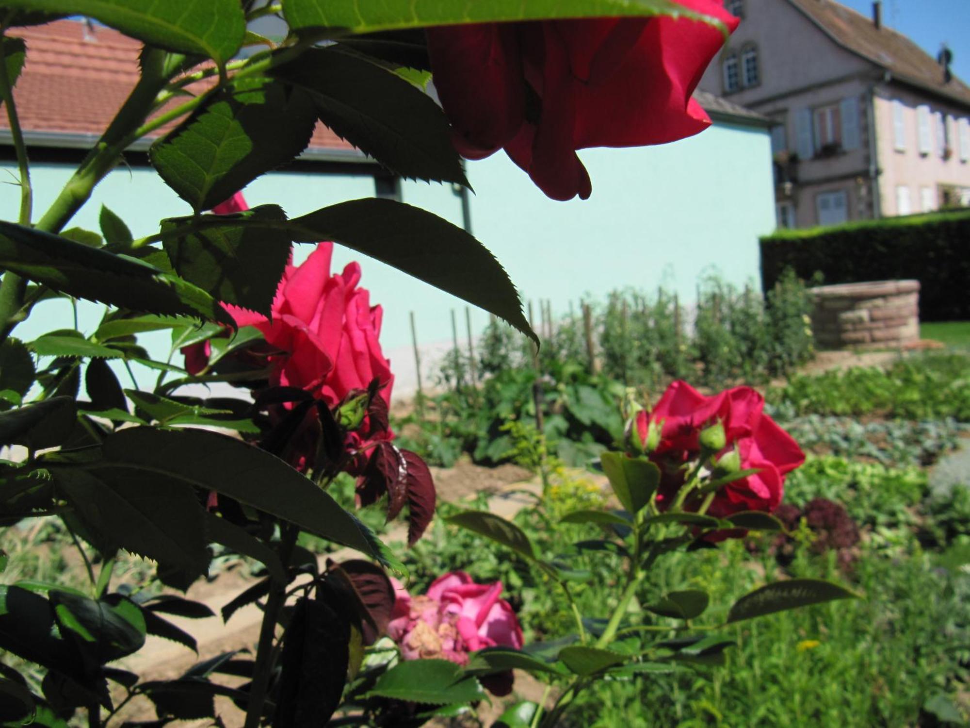 La Ferme De Louise Bed & Breakfast Hohengoeft Dış mekan fotoğraf